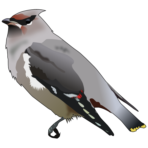 SVG Bohemian waxwing