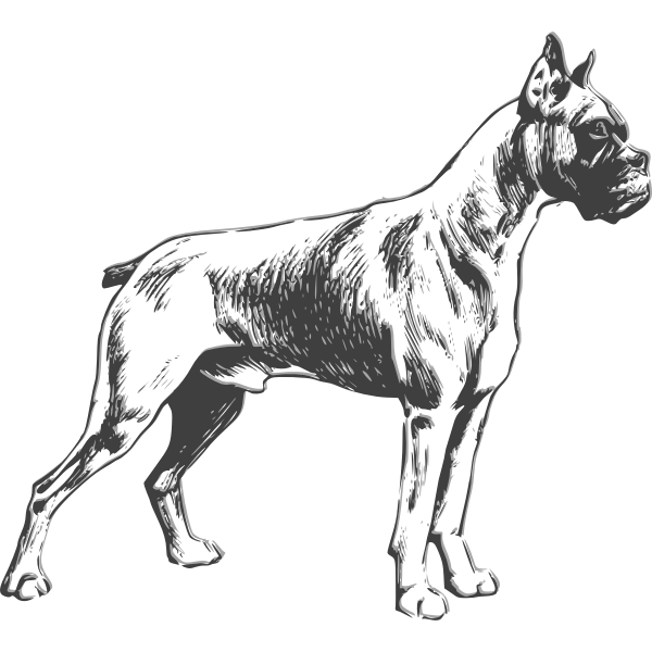 SVG Boxer dog vector drawing