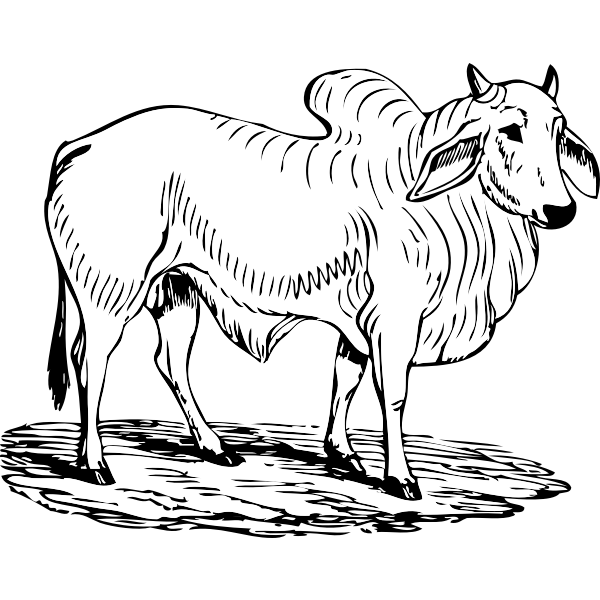 SVG brahma bull