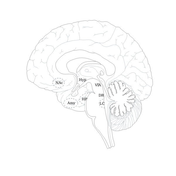 SVG Brain-1574944661