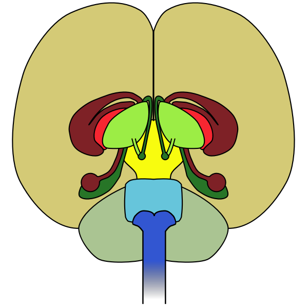 SVG brain-front view