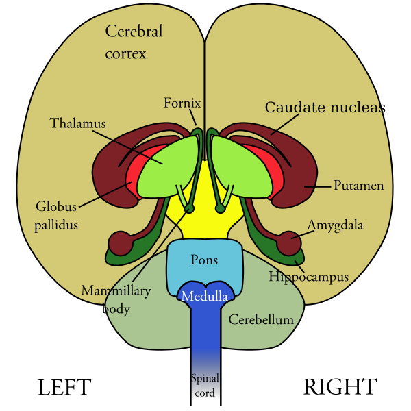 SVG brain-front view
