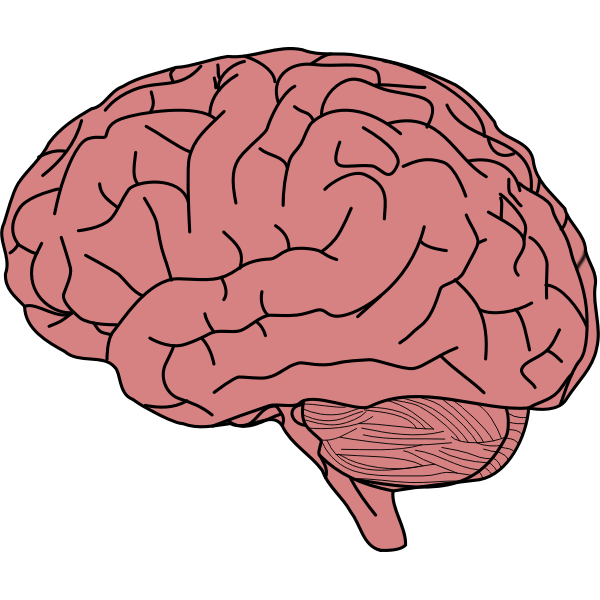 SVG brain in profile2