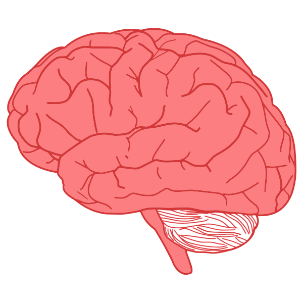 SVG Brain profile