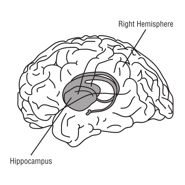 SVG Brain vector illustration