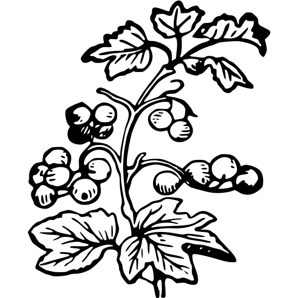 SVG Branch and berries