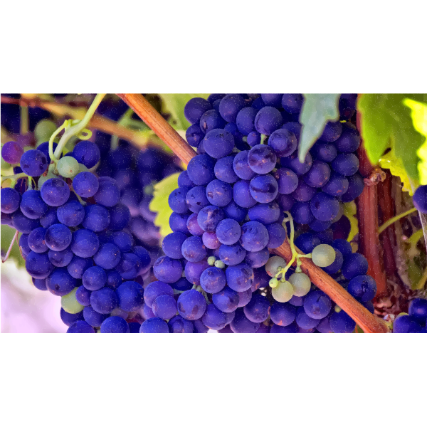 SVG Bright blue grapes
