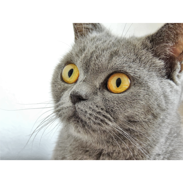 SVG Bright Eyed Cat