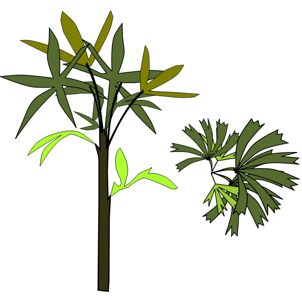 SVG Broadleaf Lady Palm