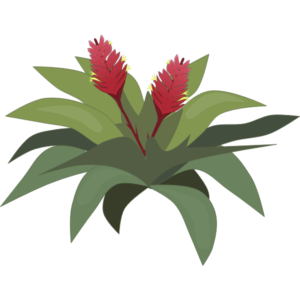 SVG Bromelia