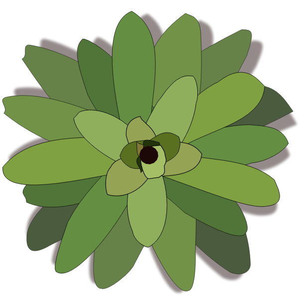 SVG Bromelia plant clip art