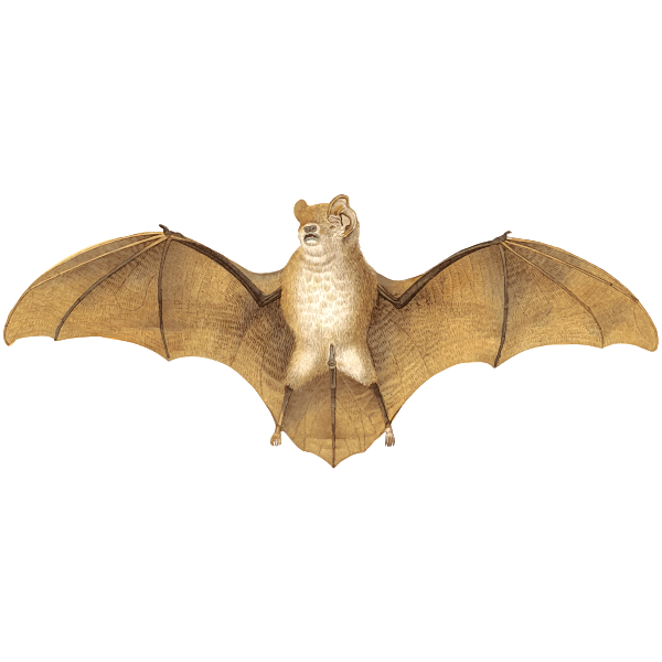 SVG Brown bat