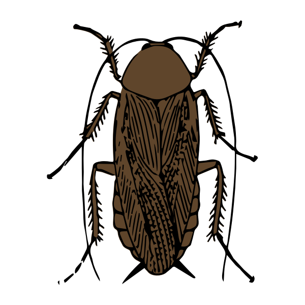 SVG Brown cockroach