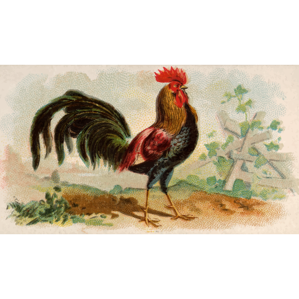 SVG Brown Leghorn