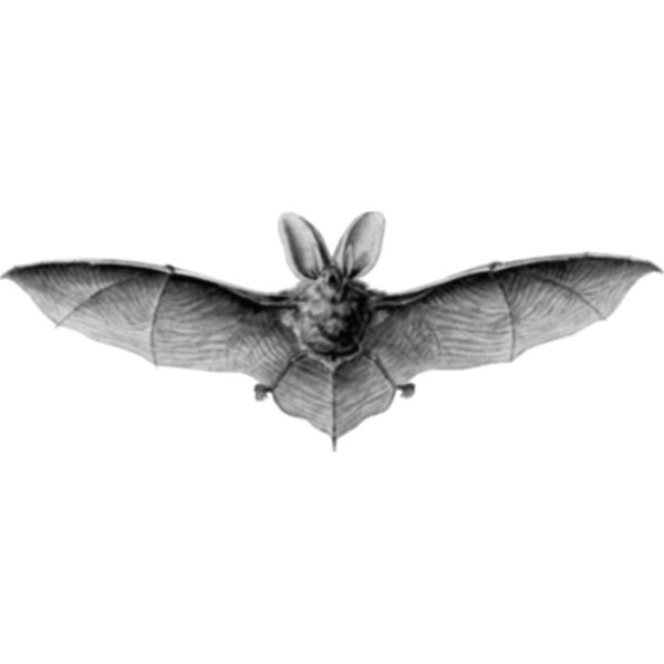 SVG Brown long eared bat