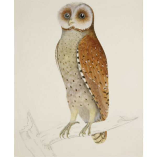 SVG Brown owl on a tree branch vector clip art