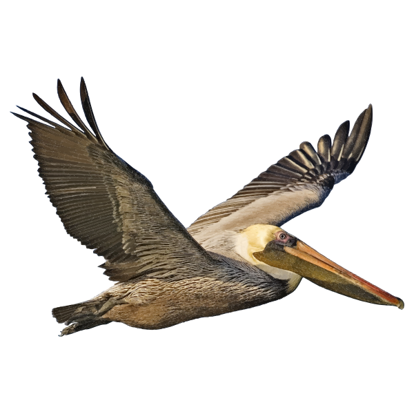 SVG Brown Pelican In Flight