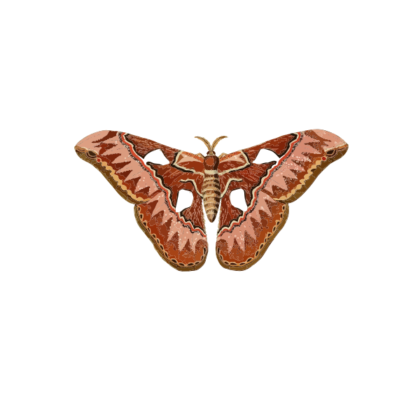 SVG Brownish moth