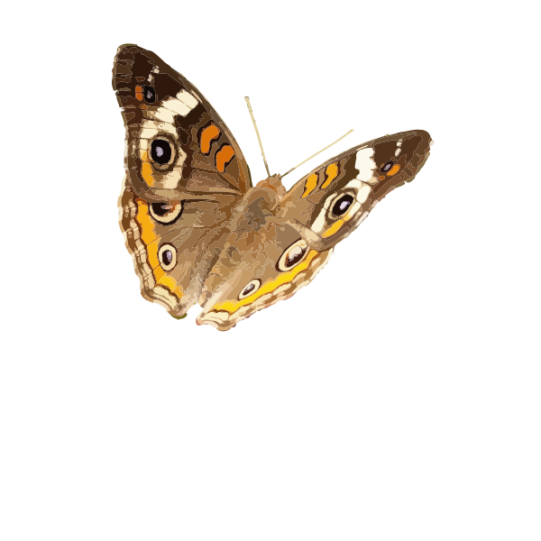 SVG Buckeye butterfly vector image