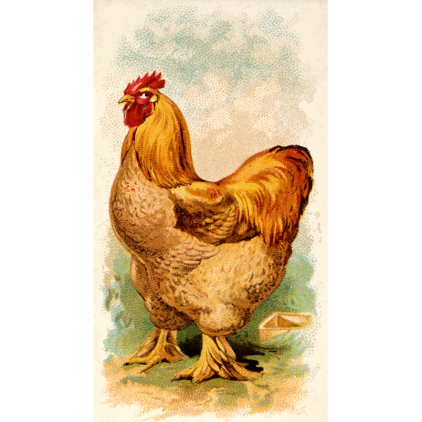 SVG Buff Cochin China Rooster