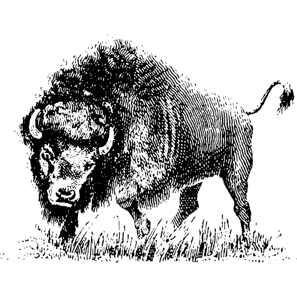 SVG Buffalo drawing