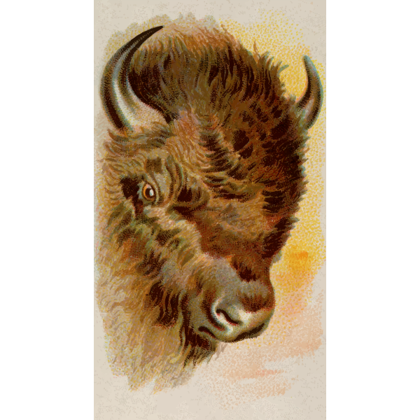 SVG Buffalo039s head