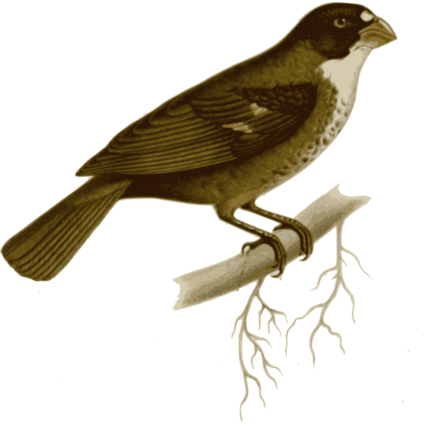 SVG Buffy-fronted seedeater