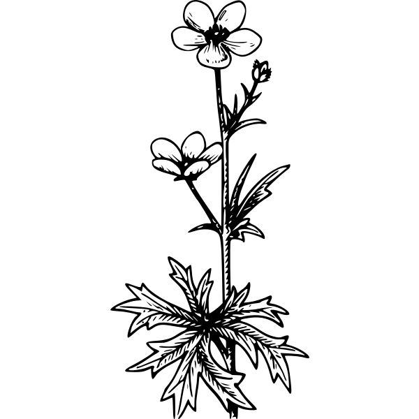 SVG Buttercup