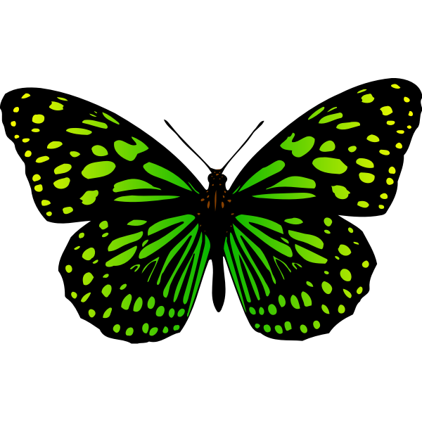 SVG Butterfly 17 Colour 2