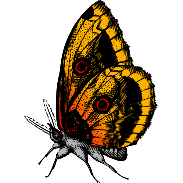 SVG Butterfly in flame colors