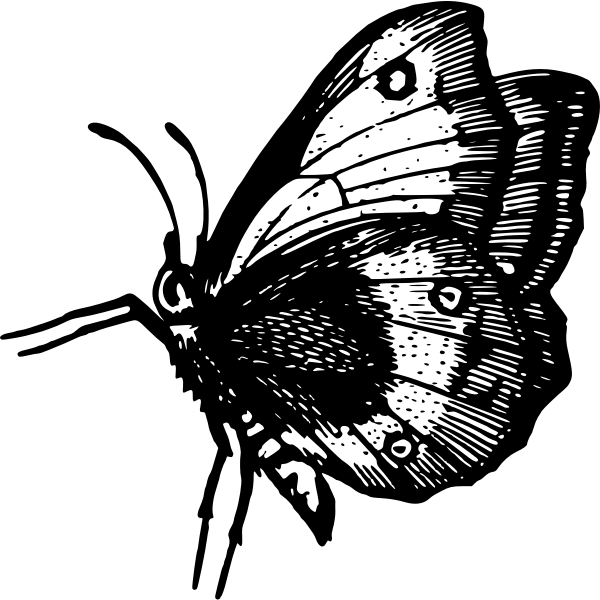 SVG Butterfly in flight