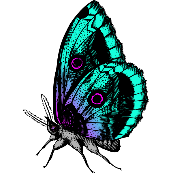 SVG Butterfly in many colors