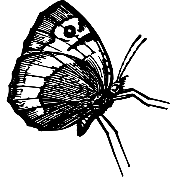 SVG Butterfly in profile pose