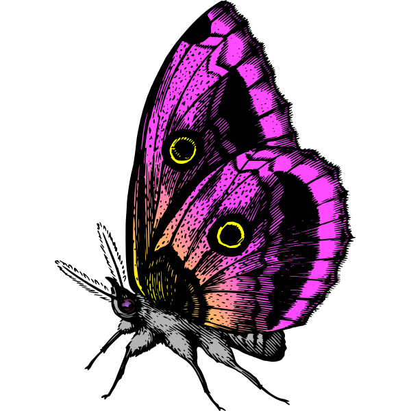 SVG Butterfly in purple colors