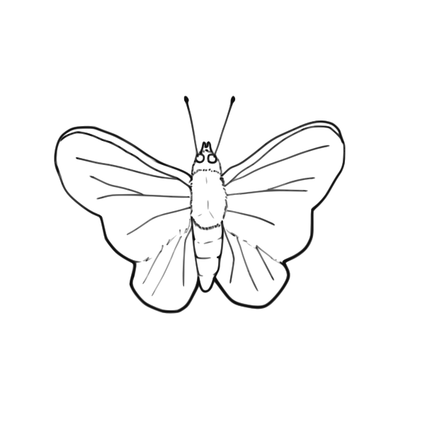 SVG Butterfly line art vector image