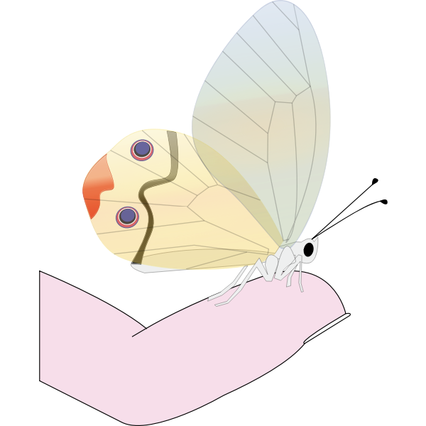 SVG Butterfly on a fingertip vector drawing