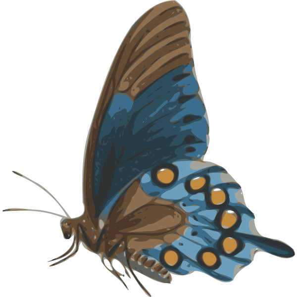 SVG butterfly papilio philenor - side