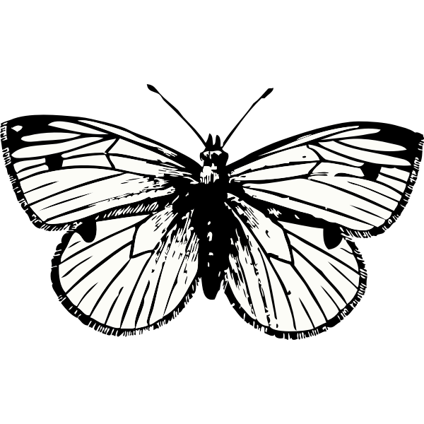 SVG cabbage moth
