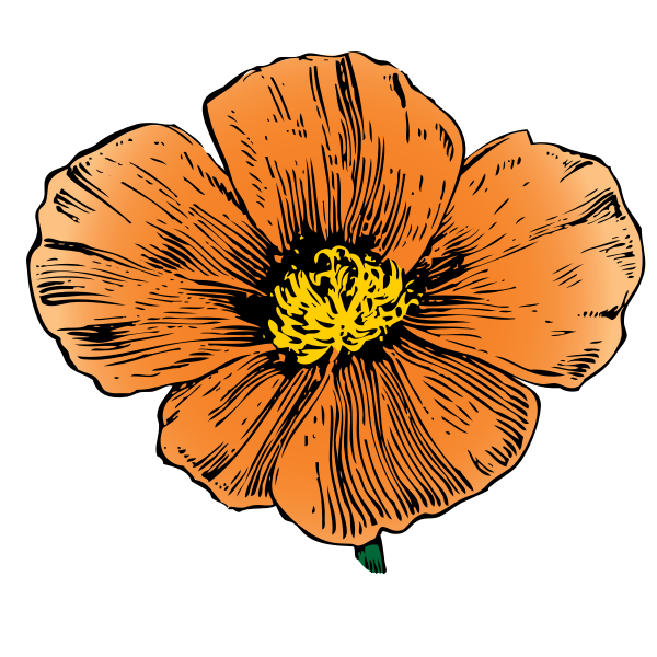 SVG California Poppy vector image