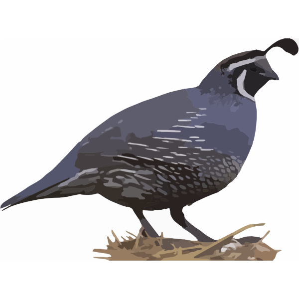 SVG California quail sanding on a nest vector clip art