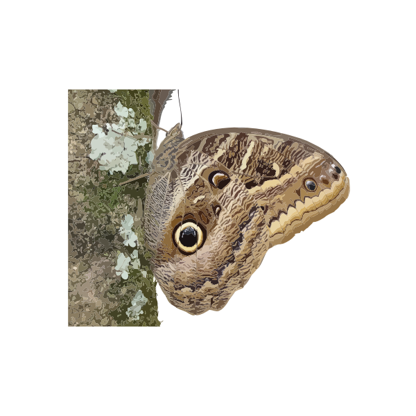 SVG Caligo beltrao