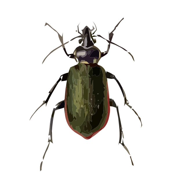 SVG Calosoma scrutator