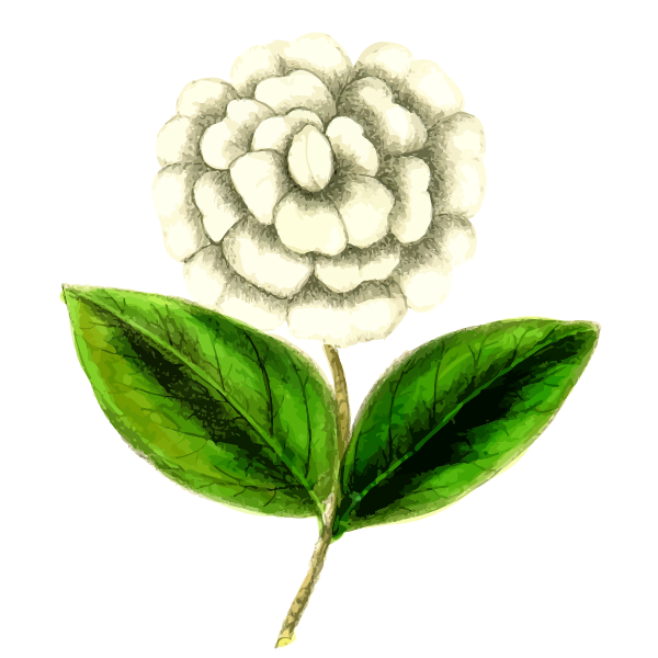 SVG Camellia flower plant
