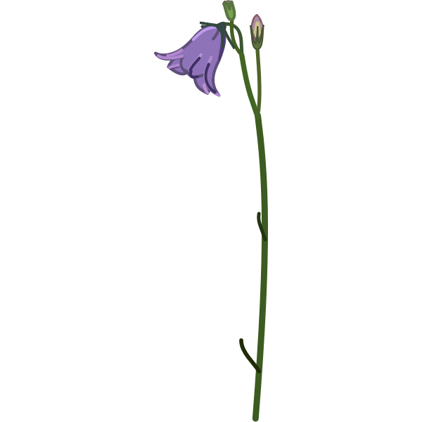 SVG campanula
