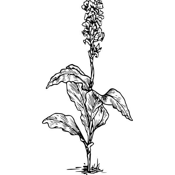 SVG Canna