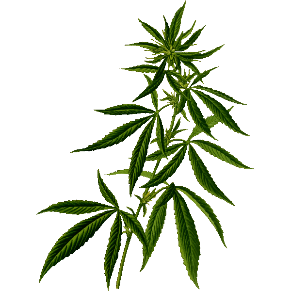 SVG Cannabis silhouette