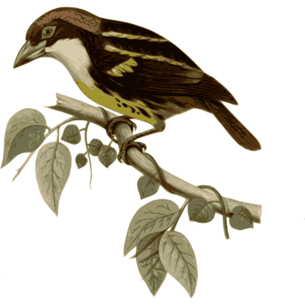 SVG Capitoquinticolor