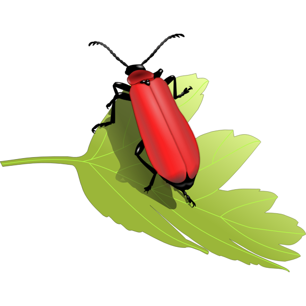 SVG Cardinal beetle