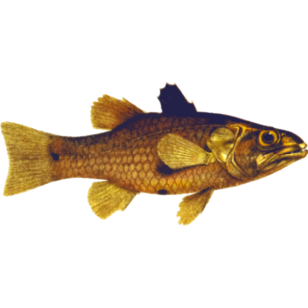 SVG Cardinal fish
