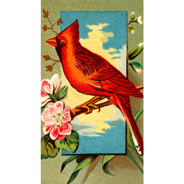 SVG Cardinal Grosbeak